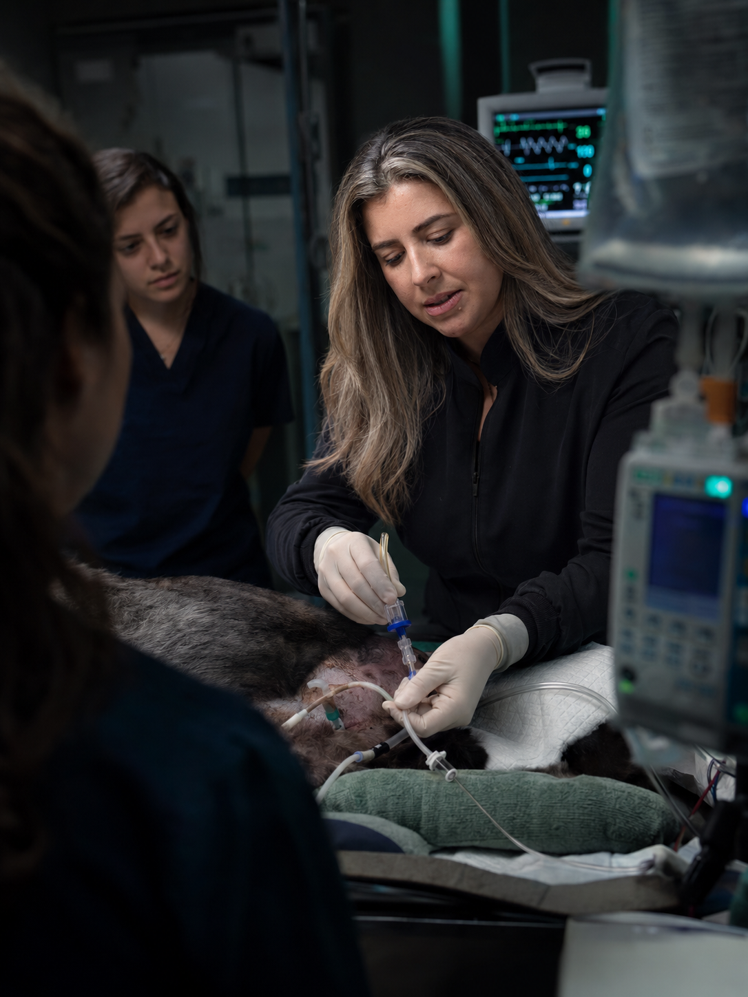 Procedimento supervisionado na UTI da STI Veterinária